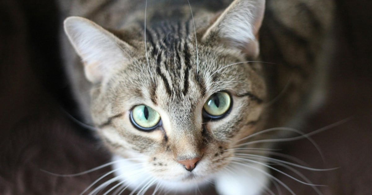 Un parásito que viaja del gato a la familia: lo que dejó al descubierto un estudio con más de 157 mil muestras