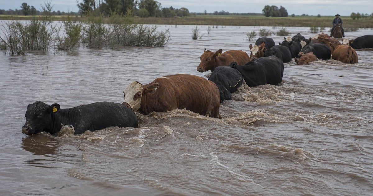 La crecida del Paraná empuja al ganado correntino y recalienta el precio de la carne en el mostrador