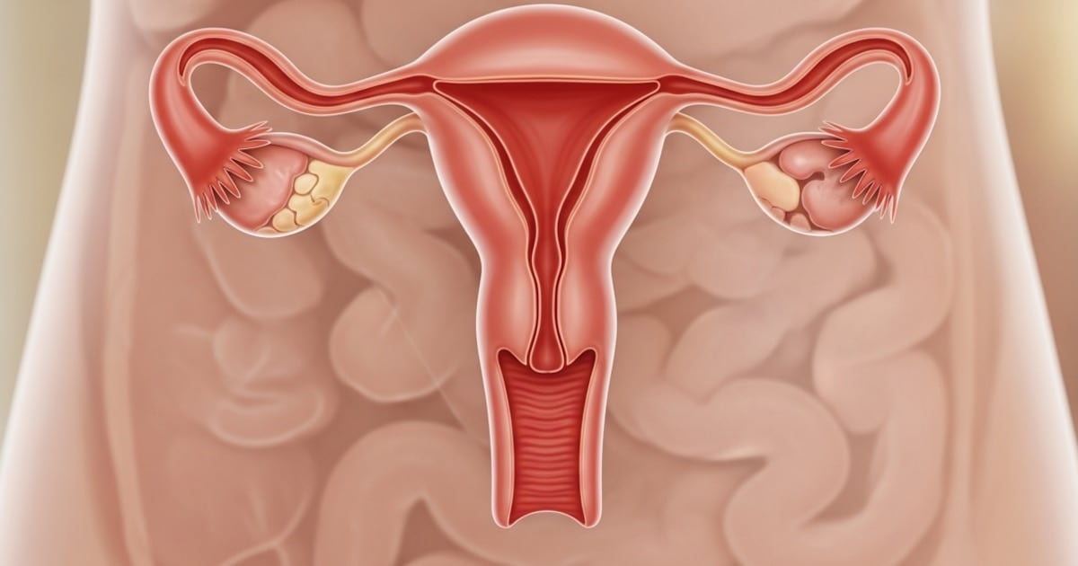 El ovario no se jubila: un estudio revela que sigue trabajando décadas después de la menopausia