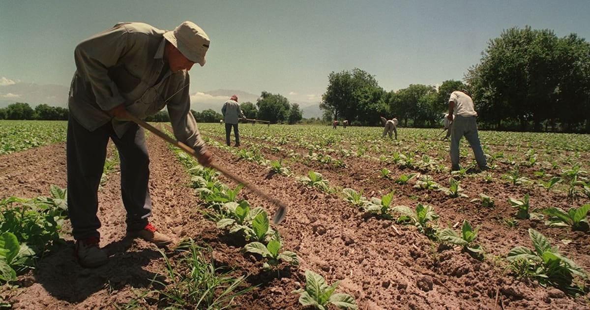 Piso de asignaciones para cosecheros: el Gobierno extiende por un año un régimen que ata el sueldo social al trabajo rural registrado